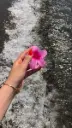 Rose Shore